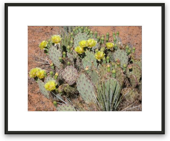 Flowering cactus Framed Fine Art Print