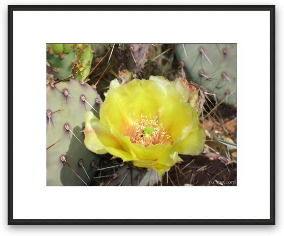 Flowering cactus Framed Fine Art Print