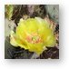 Flowering cactus Metal Print