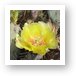 Flowering cactus Art Print