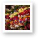 Hot peppers at Pike Place Market Art Print