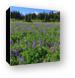 Lupine wildflower meadow with Mt. Rainier in distance Canvas Print