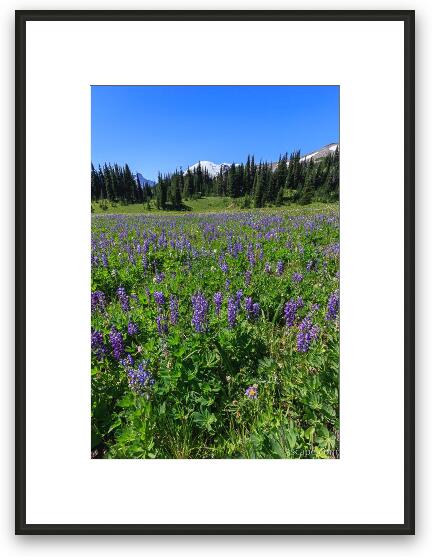 Lupine wildflower meadow with Mt. Rainier in distance Framed Fine Art Print