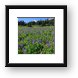 Lupine wildflower meadow with Mt. Rainier in distance Framed Print