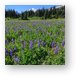 Lupine wildflower meadow with Mt. Rainier in distance Metal Print