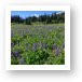 Lupine wildflower meadow with Mt. Rainier in distance Art Print