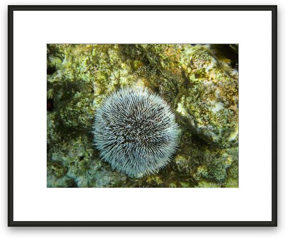 Sea Urchin Framed Fine Art Print