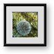Buy Framed Print