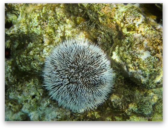 Sea Urchin Fine Art Metal Print