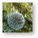 Sea Urchin Metal Print