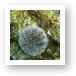 Sea Urchin Art Print