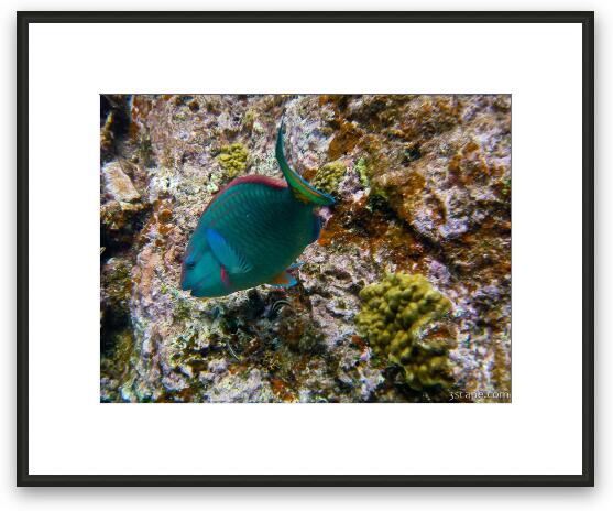Parrot Fish Framed Fine Art Print