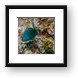 Parrot Fish Framed Print