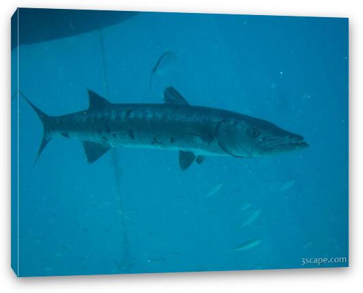 Barracuda hanging out under our boat Fine Art Canvas Print