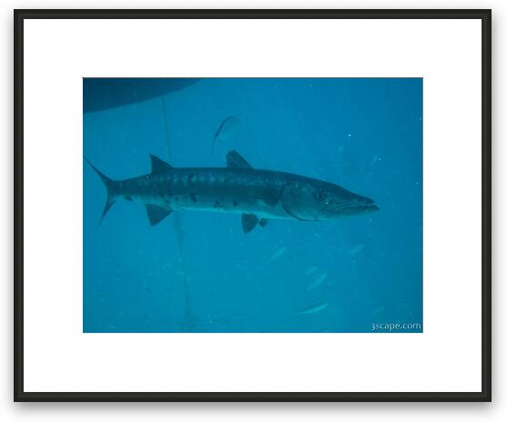 Barracuda hanging out under our boat Framed Fine Art Print