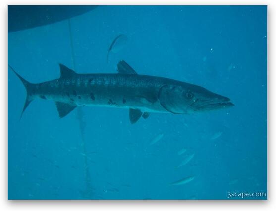 Barracuda hanging out under our boat Fine Art Metal Print