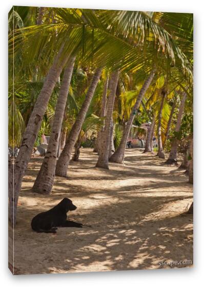 Dog relaxing on Cooper Island Fine Art Canvas Print