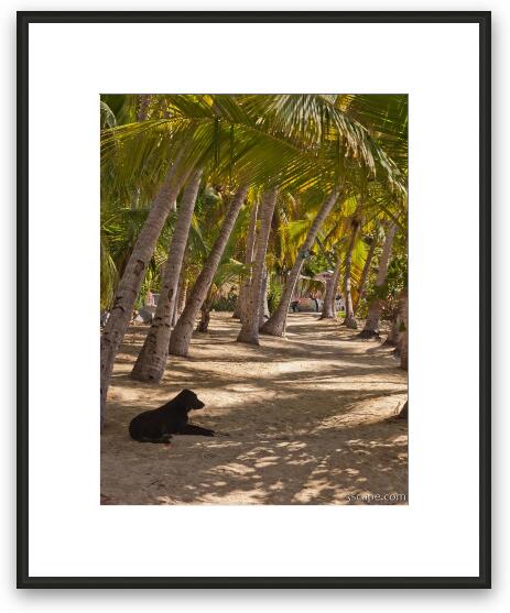 Dog relaxing on Cooper Island Framed Fine Art Print