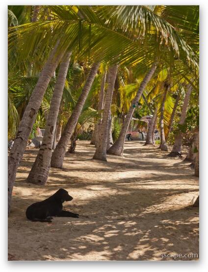 Dog relaxing on Cooper Island Fine Art Metal Print