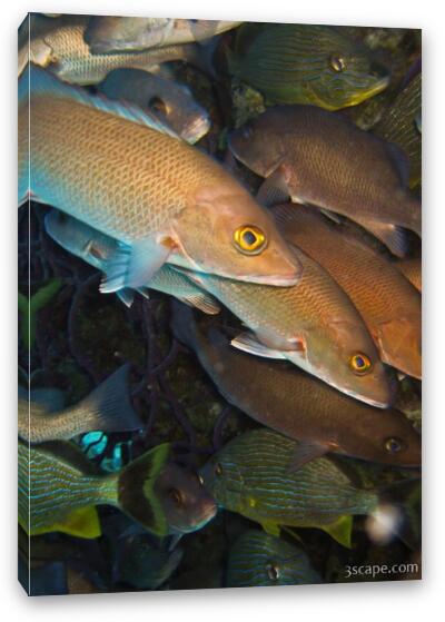 Grunts and other unidentified fish Fine Art Canvas Print