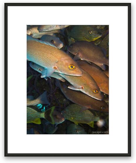 Grunts and other unidentified fish Framed Fine Art Print