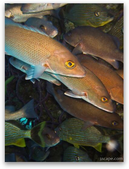 Grunts and other unidentified fish Fine Art Metal Print