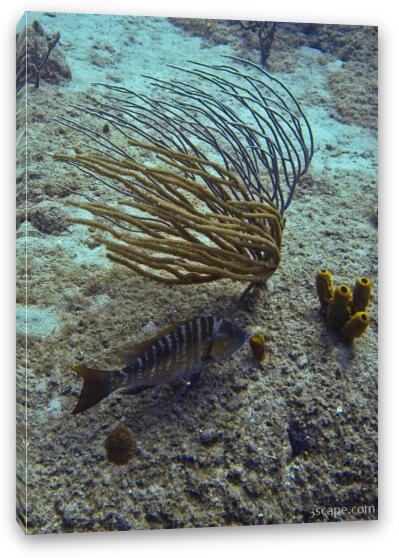 Some corals and fish life Fine Art Canvas Print