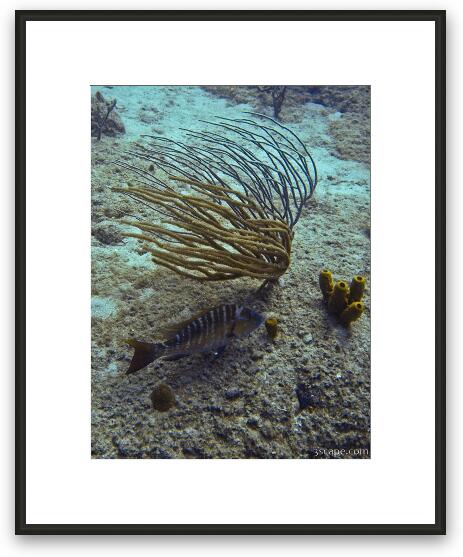 Some corals and fish life Framed Fine Art Print