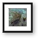 Some corals and fish life Framed Print