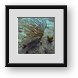 Buy Framed Print