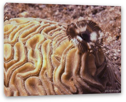 Brain and Feather Duster coral Fine Art Canvas Print