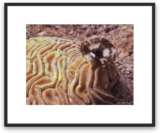 Brain and Feather Duster coral Framed Fine Art Print