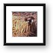 Brain and Feather Duster coral Framed Print