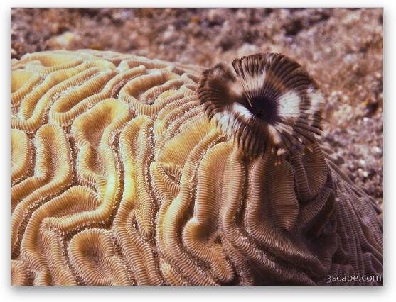 Brain and Feather Duster coral Fine Art Print