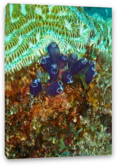 Some coral polyps Fine Art Canvas Print