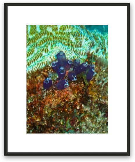 Some coral polyps Framed Fine Art Print