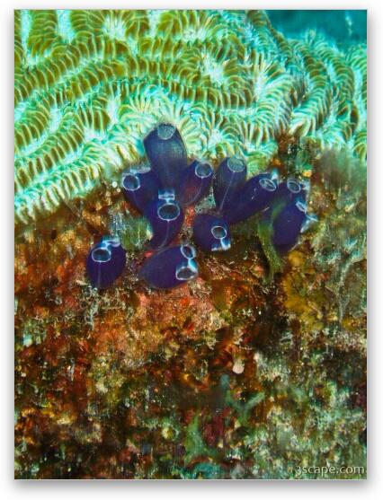 Some coral polyps Fine Art Metal Print