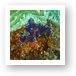 Some coral polyps Art Print