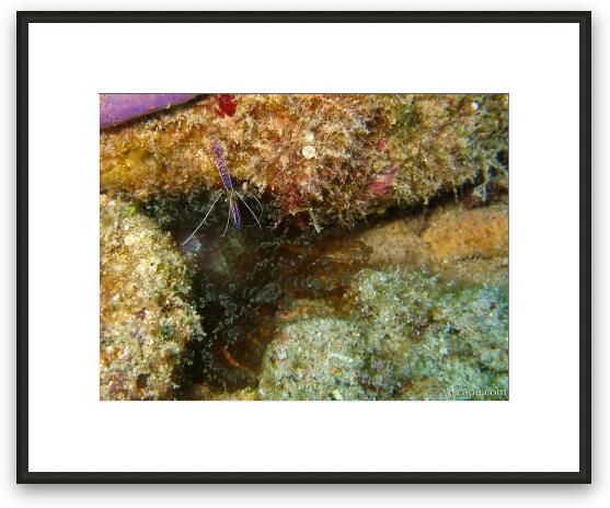 Tiny purple cleaner shrimp Framed Fine Art Print