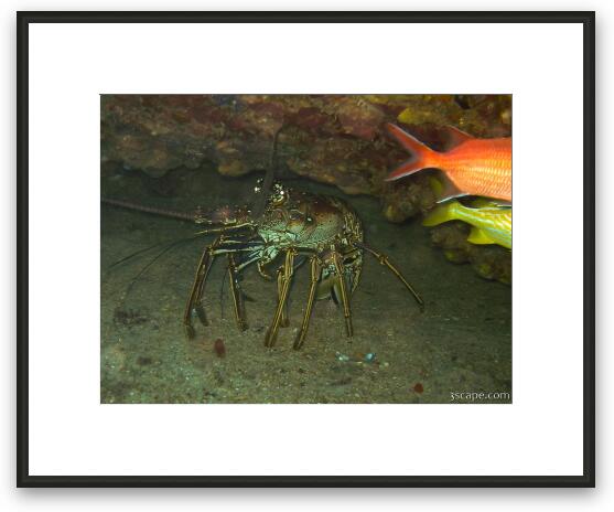 Huge Caribbean Lobster Framed Fine Art Print