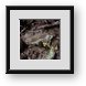 Buy Framed Print