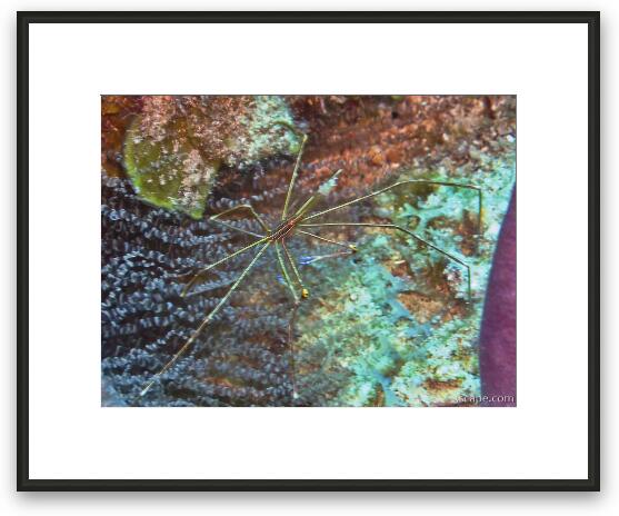 Spider shrimp Framed Fine Art Print