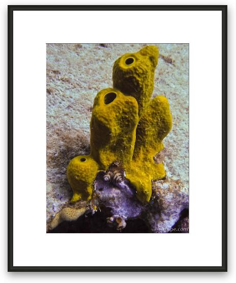 Sponge and tiny Christmas Tree coral Framed Fine Art Print