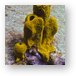 Sponge and tiny Christmas Tree coral Metal Print