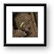 This porthole has last remaining glass on the wreck Framed Print