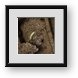 Buy Framed Print