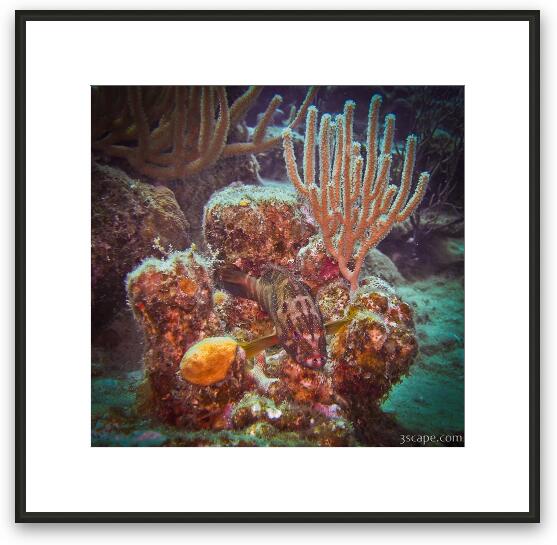 Coral and Coney fish Framed Fine Art Print