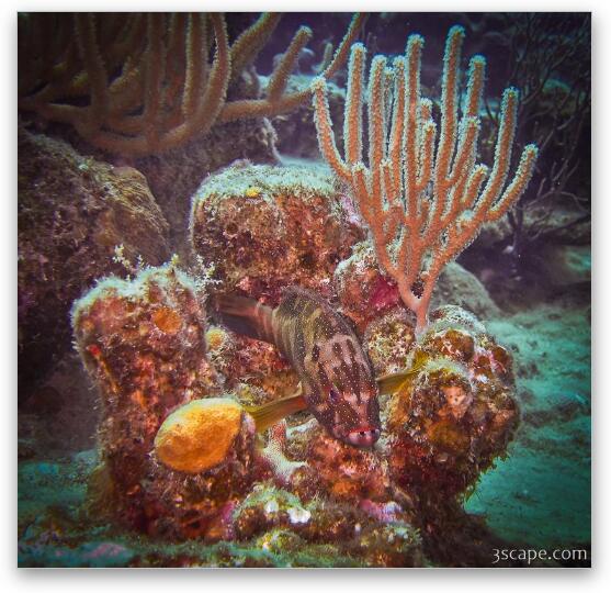 Coral and Coney fish Fine Art Metal Print