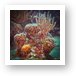Coral and Coney fish Art Print