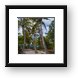 Palm trees Framed Print